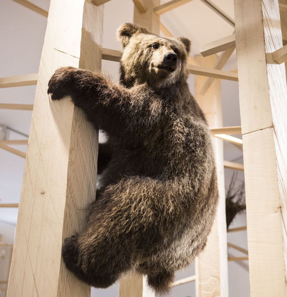 Im Reich des Bären, Naturmuseum St. Gallen