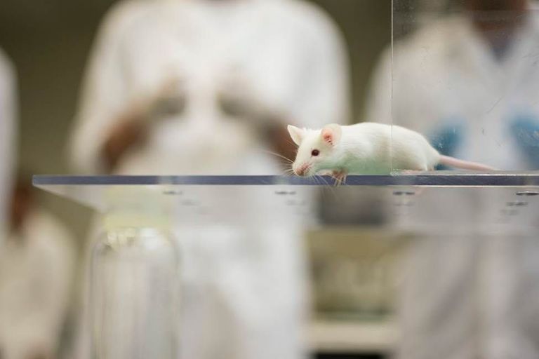 How do animals benefit from animal research? | Animal experimentation  explained