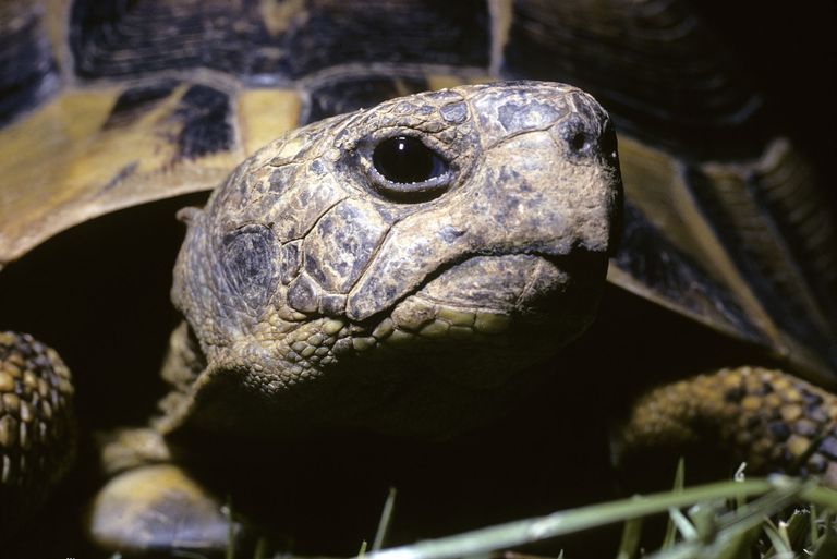 schildkröte wirbeltier