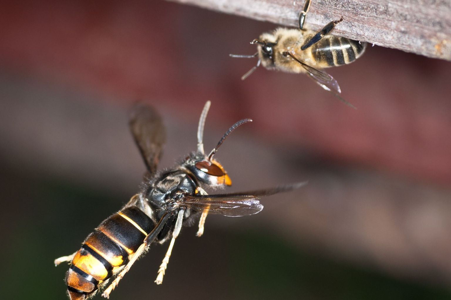 Asiatische Hornisse attackiert Honigbiene