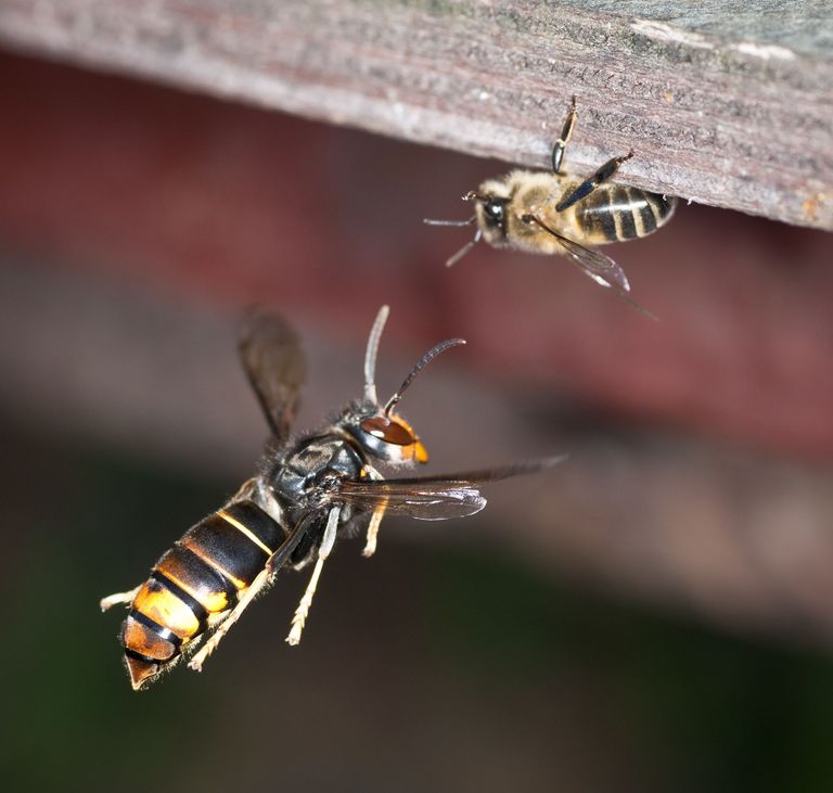 Un calabrone asiatico mentre si appresta ad aggredire un’ape