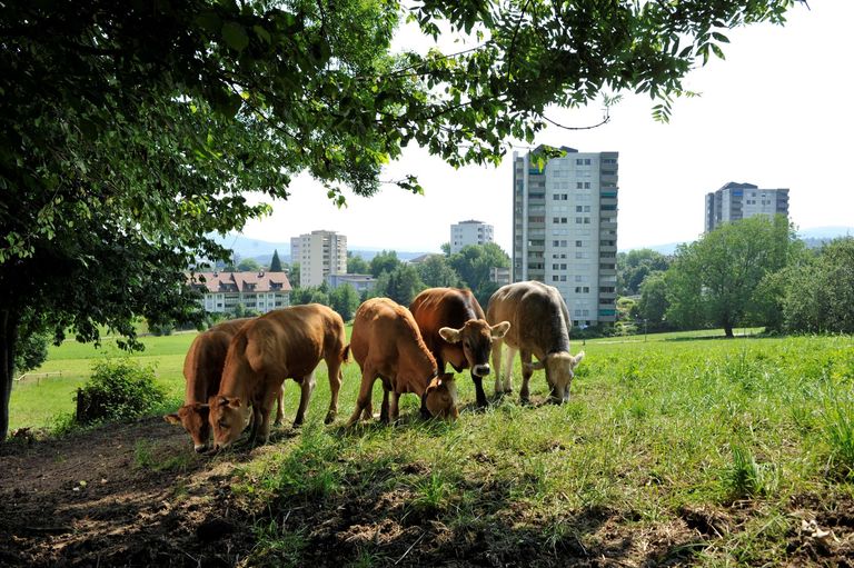 Développement urbain vs. agriculture.
