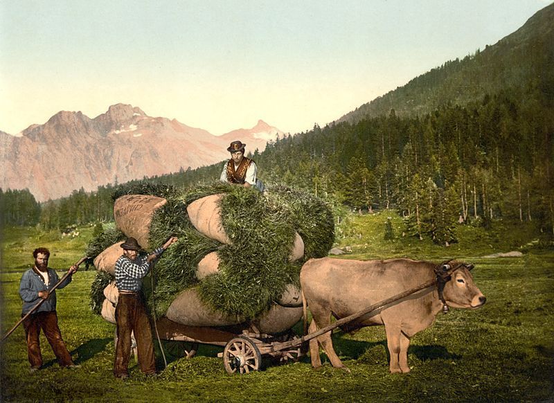 Heufuhr im Engadin um 1900