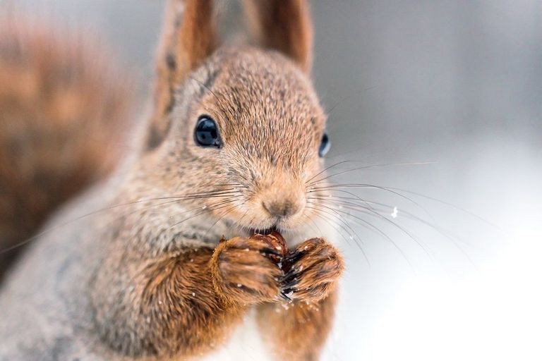 Ein Eichhörnchen im Winter