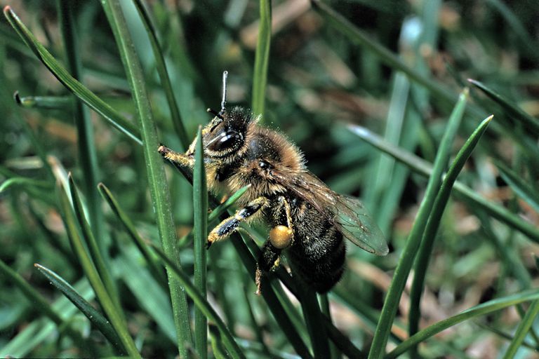 honeybee insect