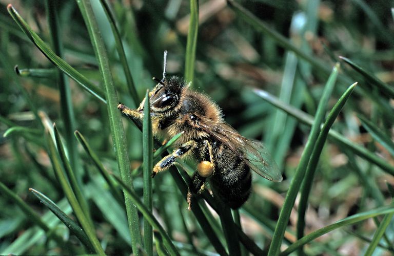 honeybee insect