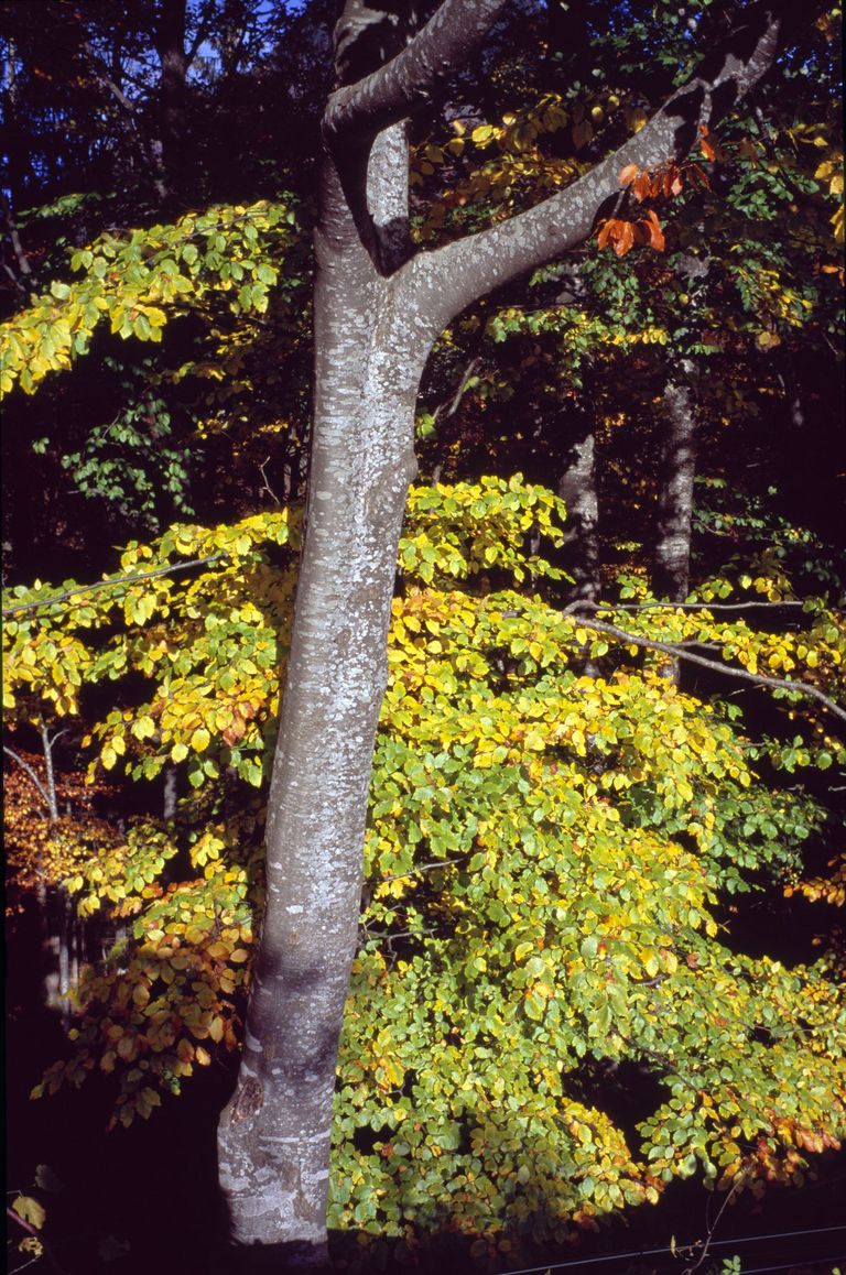 forêt automne feuilles
