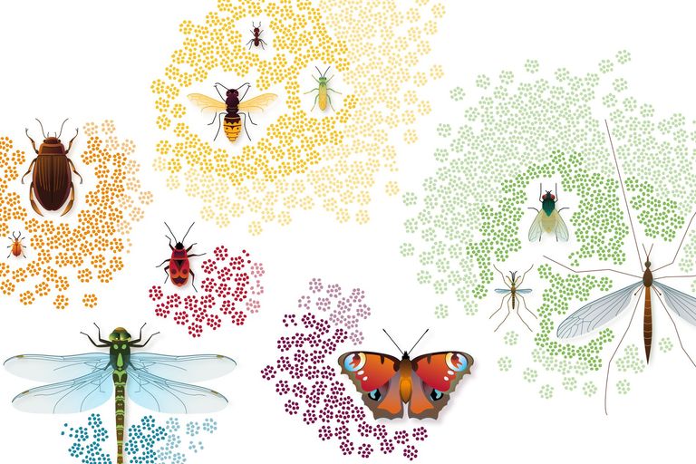 Insektenvielfalt der Schweiz