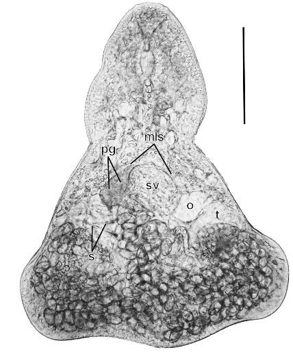 Microphallus ochotensis