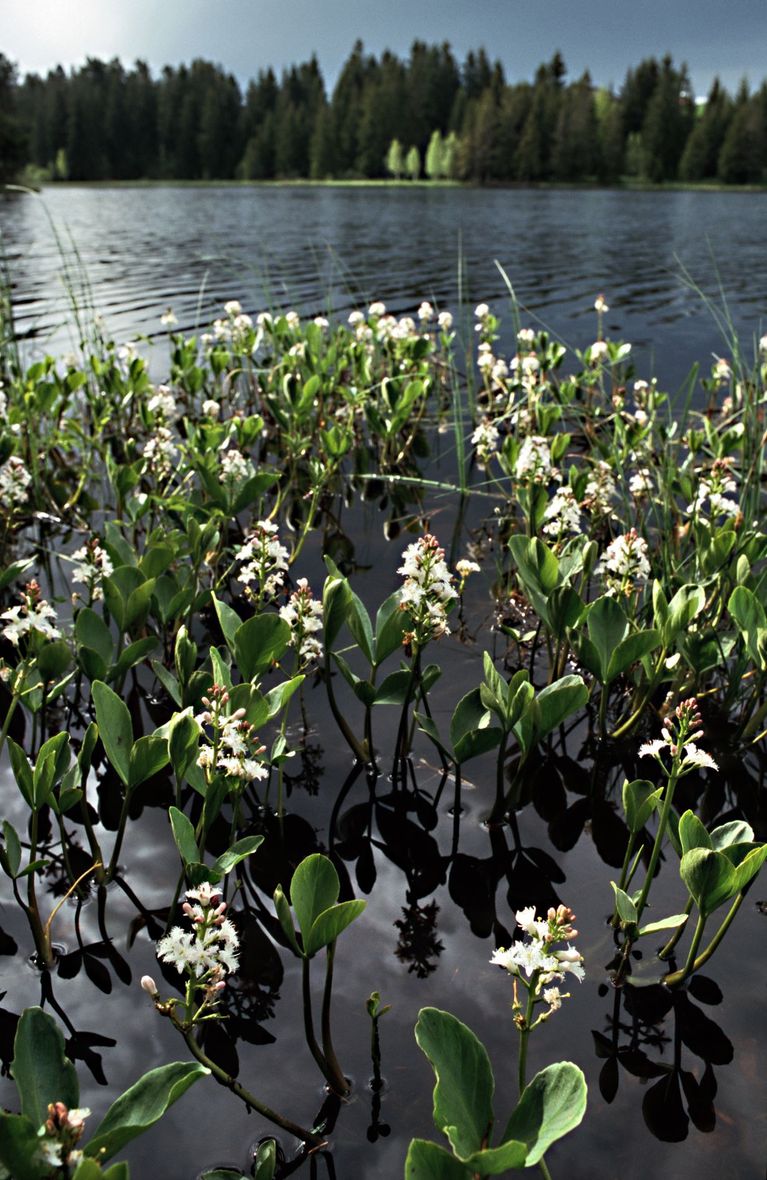 swamp marsh plant bogbean menyanthes trifoliata