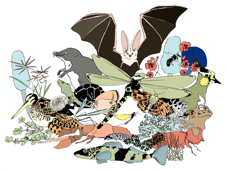 Illustration Biodiversität farbig