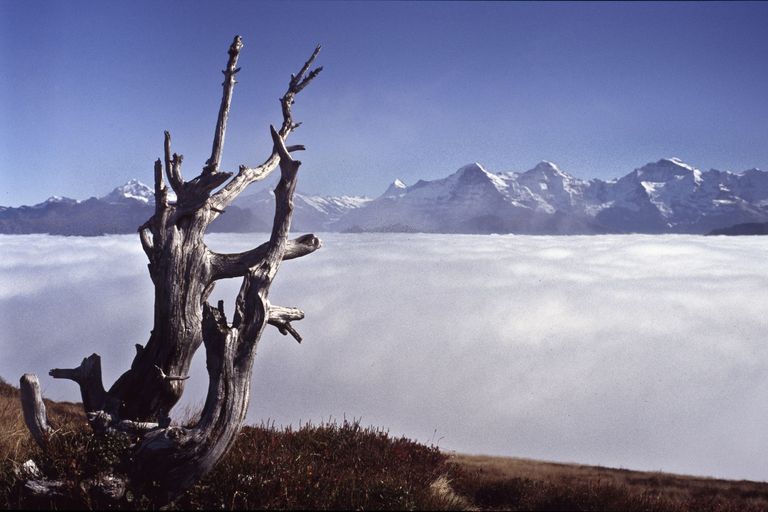 mer de brouillard bois mort montagnes alpes