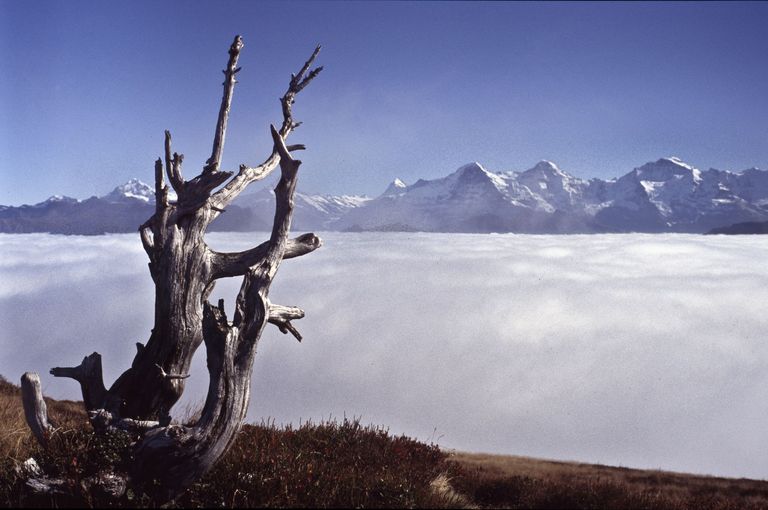 mare di nebbia legno morto montagne alpi
