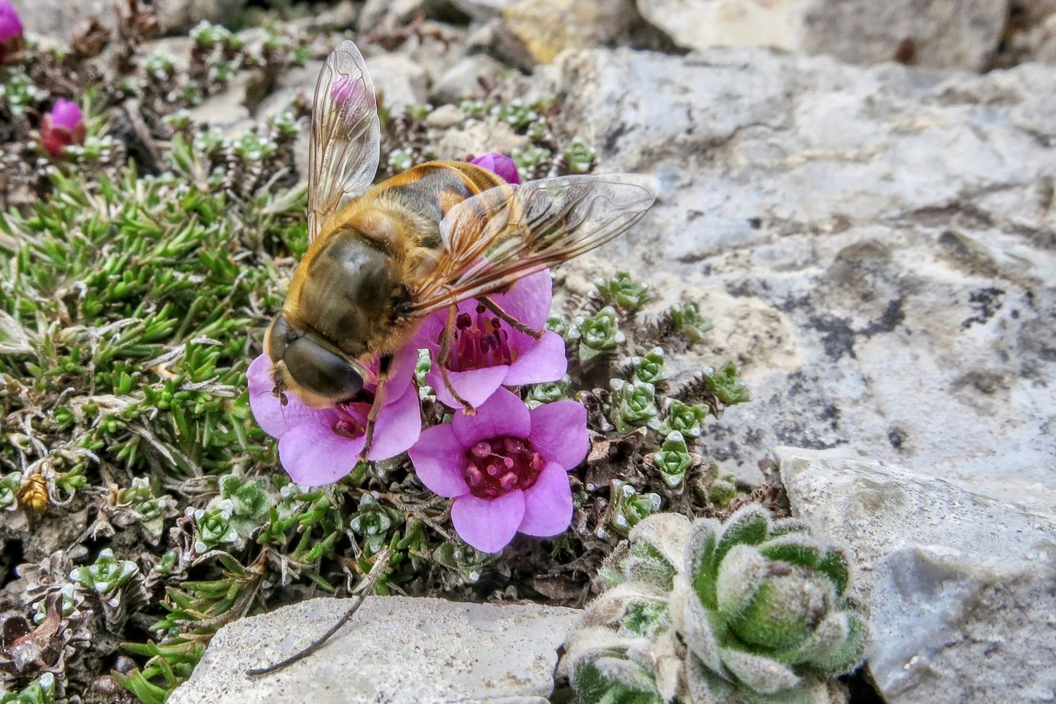 Insekten ernähren sich von Pollen, die sie auf Blütenpflanzen finden