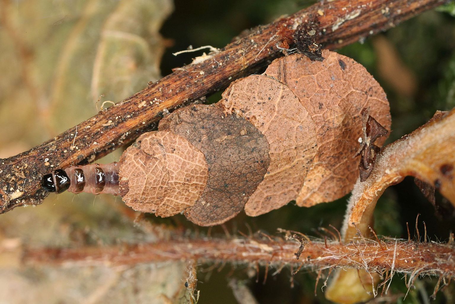 Erwachsene Raupe von Nematopogon schwarziellus in ihrem Gehäuse, aufgebaut aus halbmondförmig ausgeschnittenen Stücken welken Laubes. (Bild Rudolf Bryner)