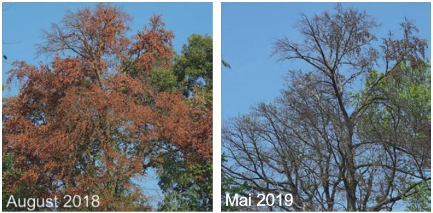 Beispiel eines vorzeitigen Laubfalls der Rotbuche (Fagus syl- vatica) im August 2018 (links), gefolgt von einem ausbleibenden Aus- trieb im nächsten Frühjahr im Hardwald bei Basel.