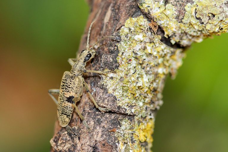 Rhagium mordax (Black-spotted longhorn beetle)