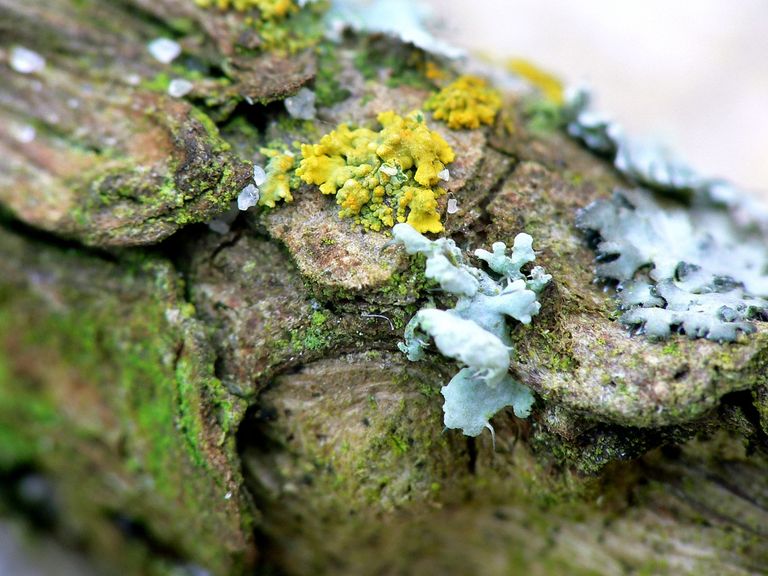 lichene muschio corteccia