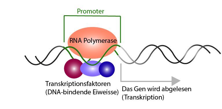 Verschiedene Transkriptionsfaktoren und die RNA Polymerase binden sich an den Promoter und ermöglichen das Ablesen des Gens.