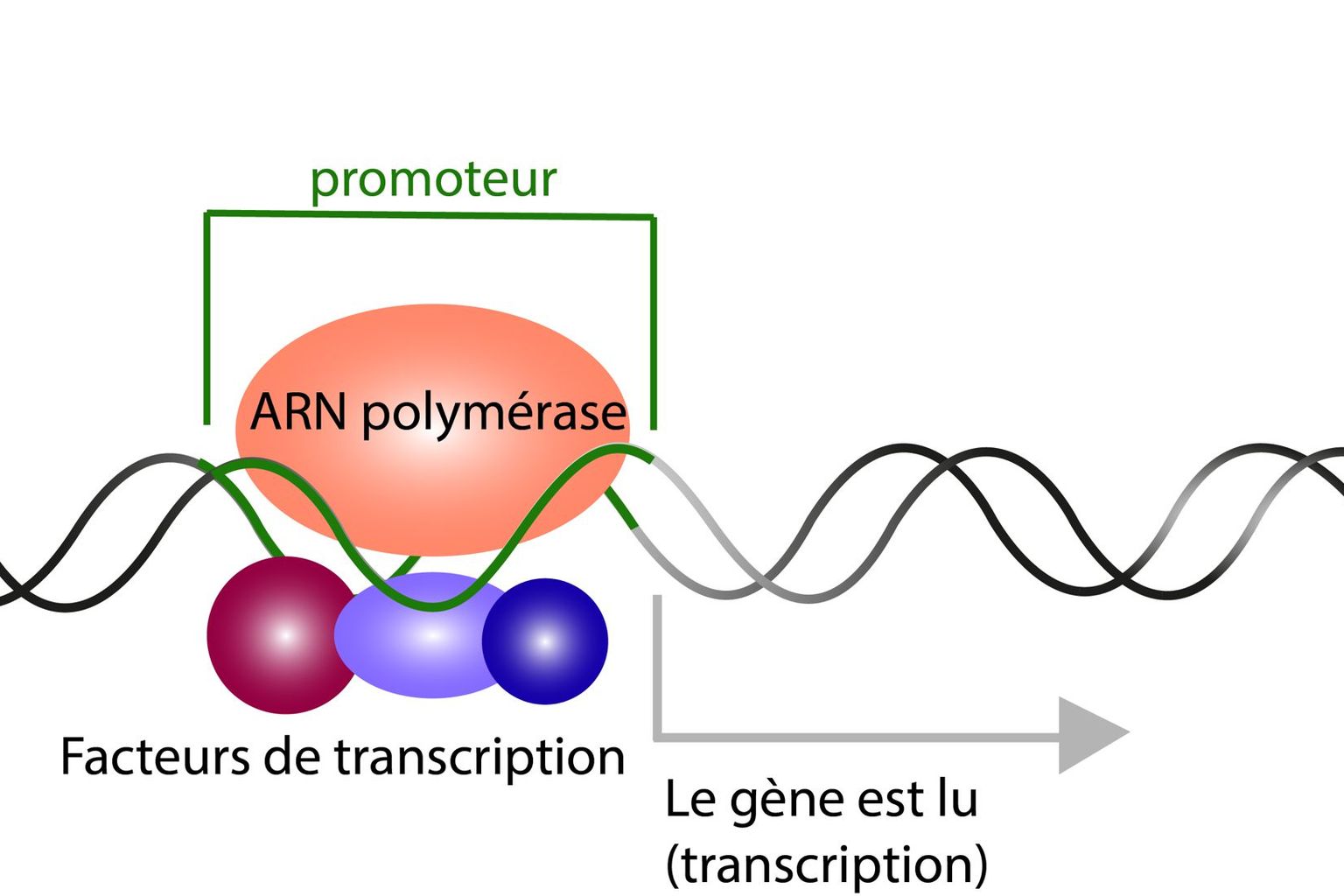 Différents facteurs de transcription ainsi que l’ARN polymérase se lient au promoteur et permettent la transcription du gène.