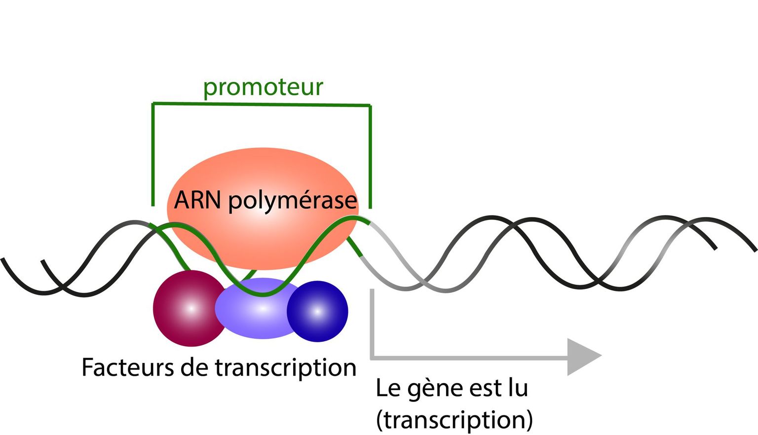 Différents facteurs de transcription ainsi que l’ARN polymérase se lient au promoteur et permettent la transcription du gène.