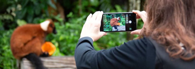 Smartphone Fotokurs im Zoo