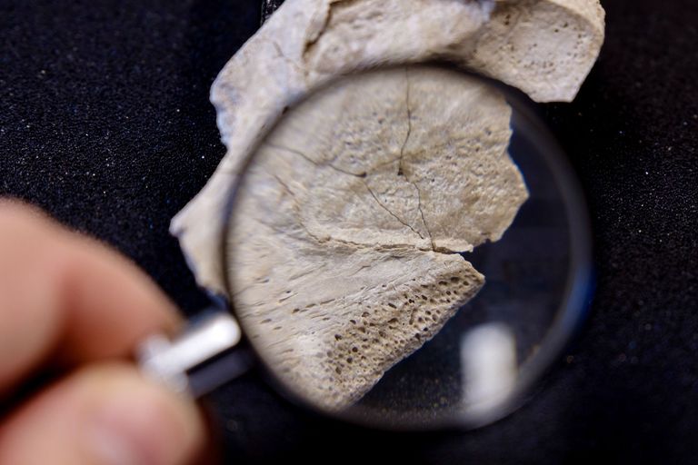 Angeknabbertes Nilpferdohr oder Bruchstück eines Schildkrötenpanzers? Welche Geschichte verbirgt sich wohl hinter diesem Fossil?
