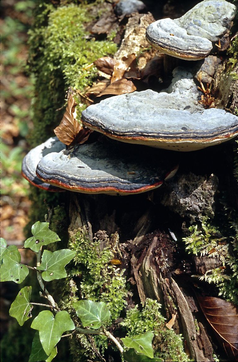 fomitopsis pinicola red banded polypore fungus forest