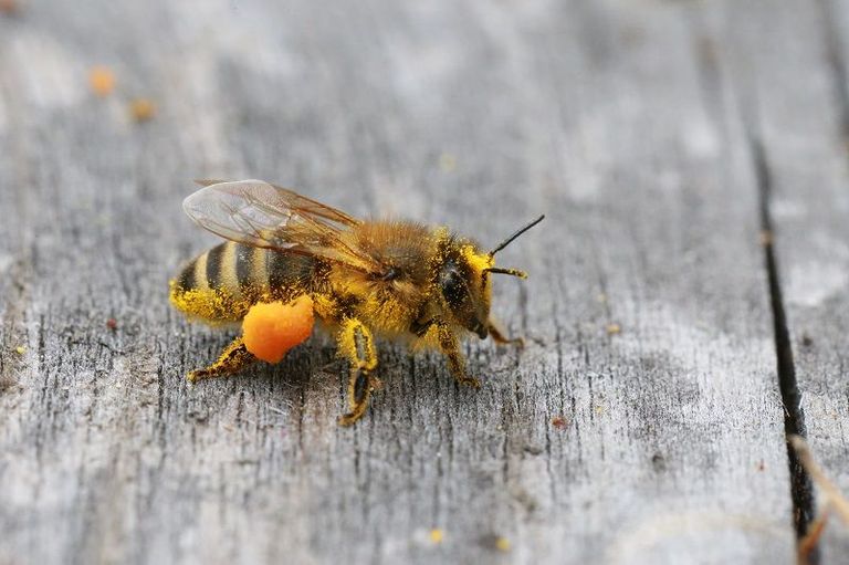 Eine Biene mit Blütenstaub