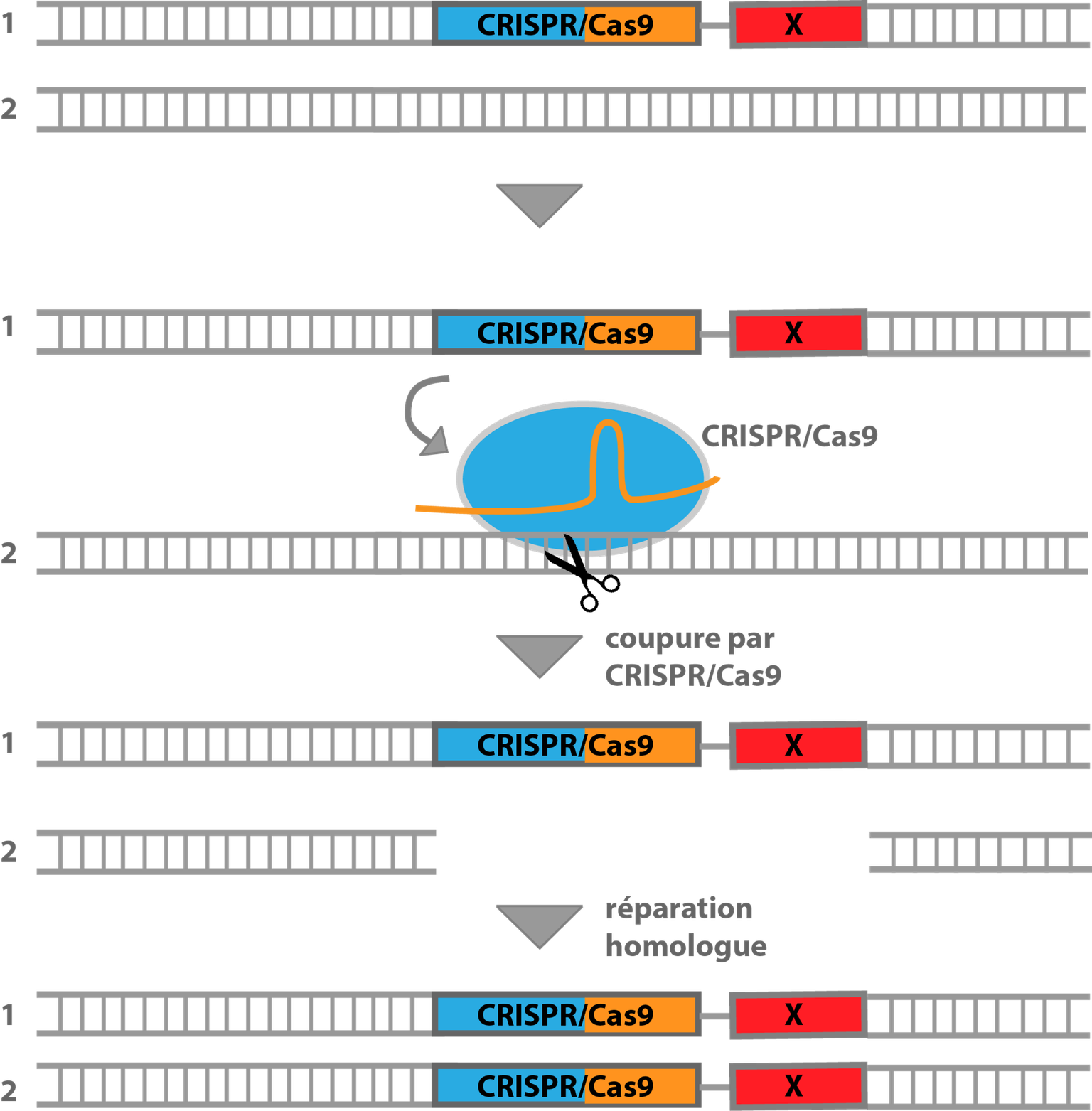 « Gene Drive » au moyen du système CRISPR/Cas9 (Figure: Forum Recherche génétique)