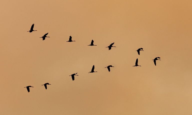 Gita uccelli migratori