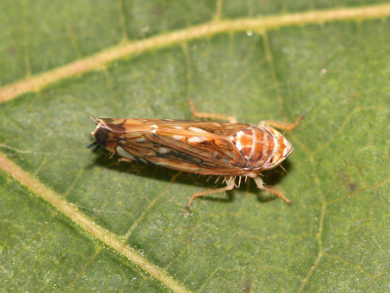 Scaphoideus titanus (cicadelle de la vigne).