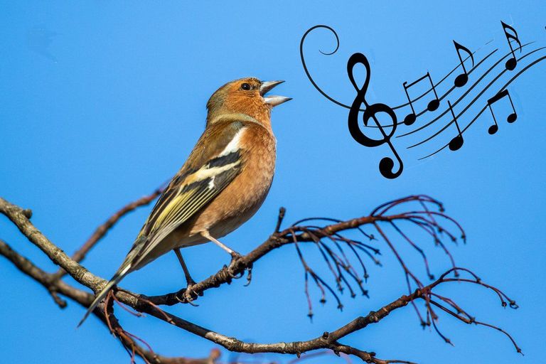 Einblick in die Mensch-Vogel-Klangbeziehungen