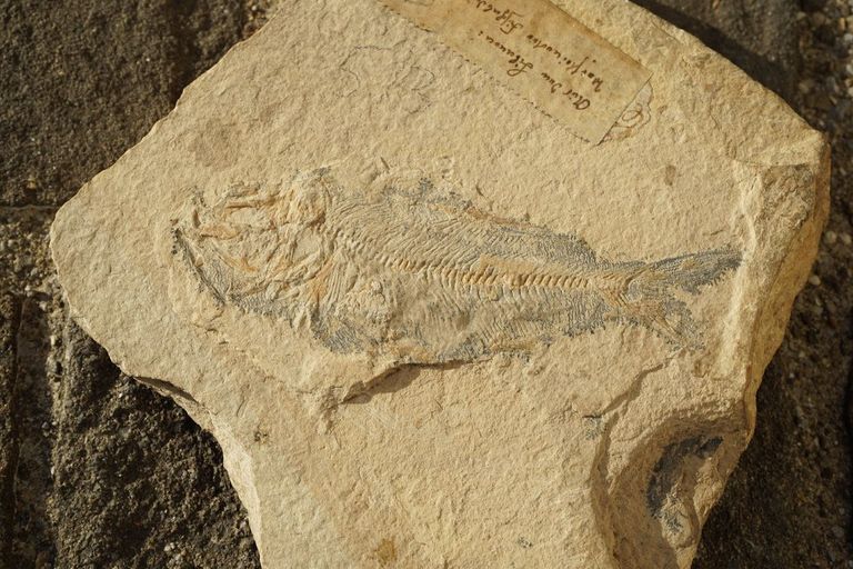 Fossilien im Natur-Museum Luzern