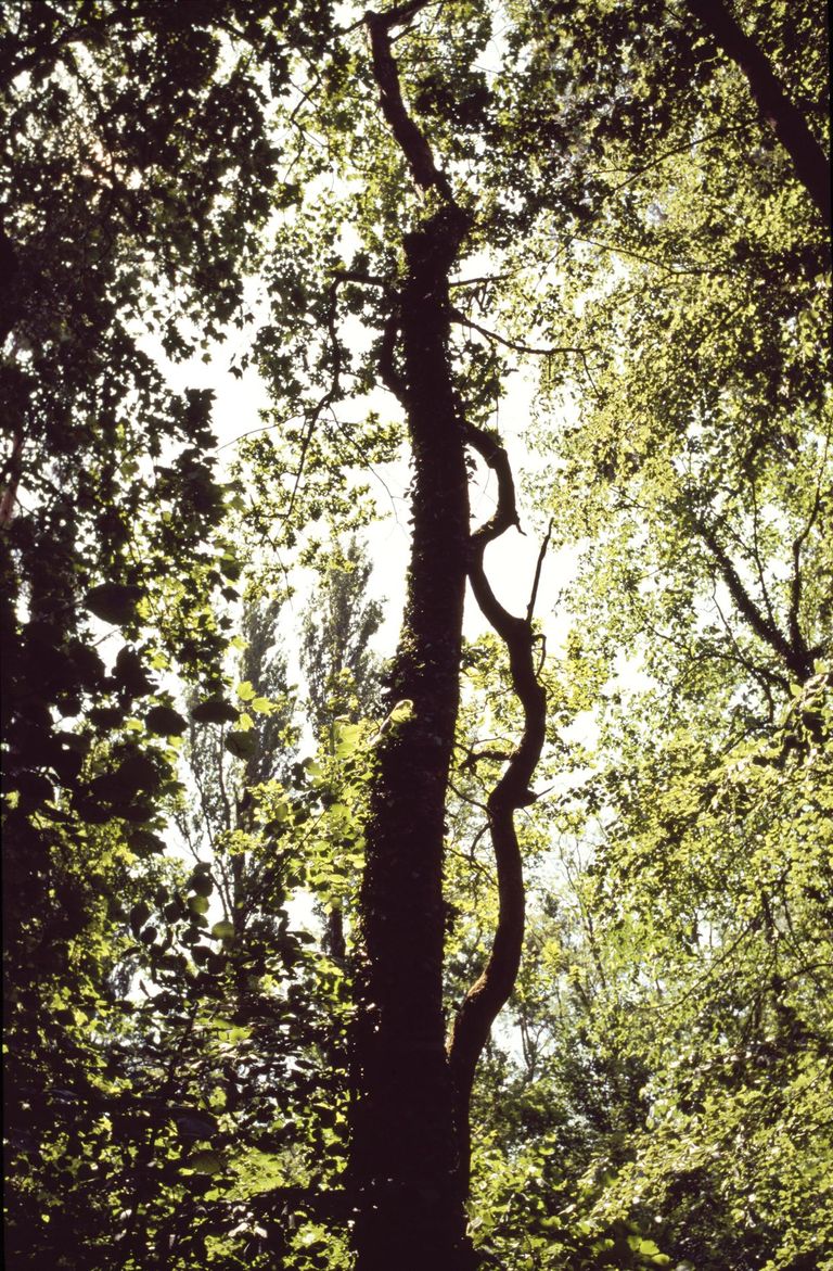 forêt alluviale forêt mixte feuillus