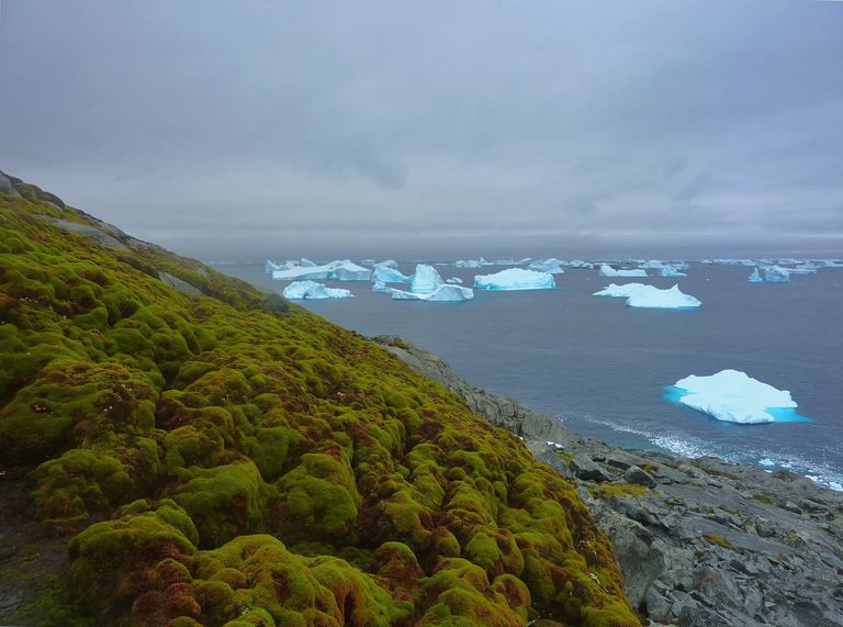 Green Island en Antarctique. La couche de mousse mesure près de 1 m et s'est formée ces derniers 1500 ans.