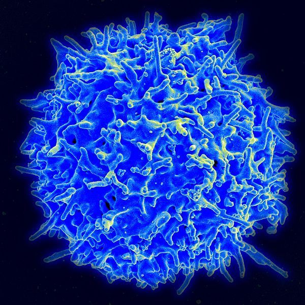 Gesunde menschliche T Zelle