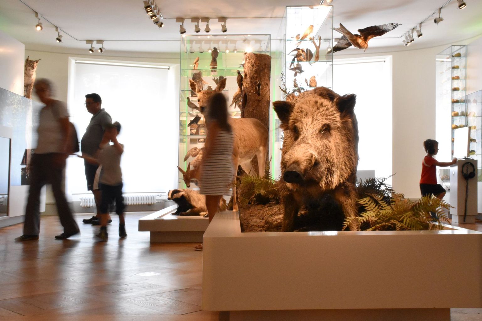 Dauerausstellung Naturmuseum Thurgau Prix Museum 2020