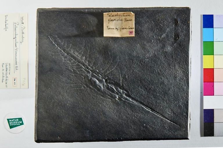 Die Deckplatte der fossilen Schnabelmakrele liegt im Naturmuseum Winterthur, das Gegenstück in Zürich.