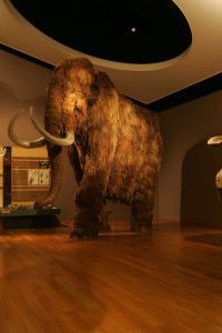 Naturhist Museum Basel Mammut