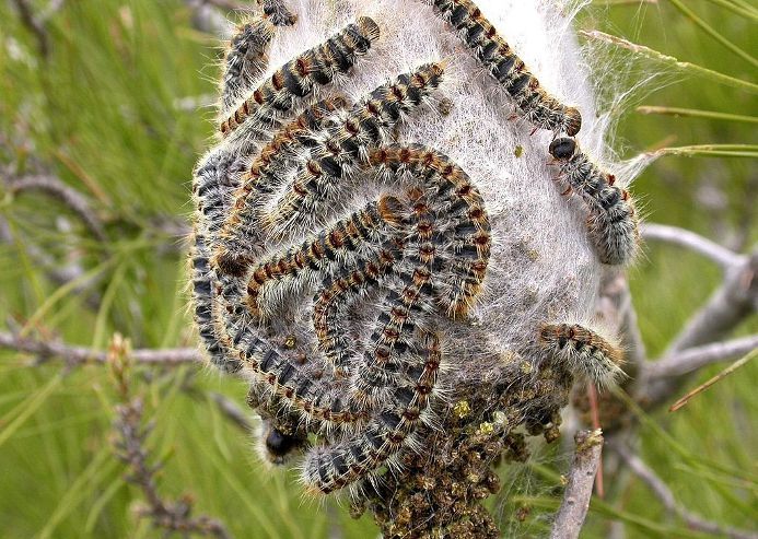 Nest of pine processionary moths, an insect pest that takes advantage of mild winters to expand its range in Europe