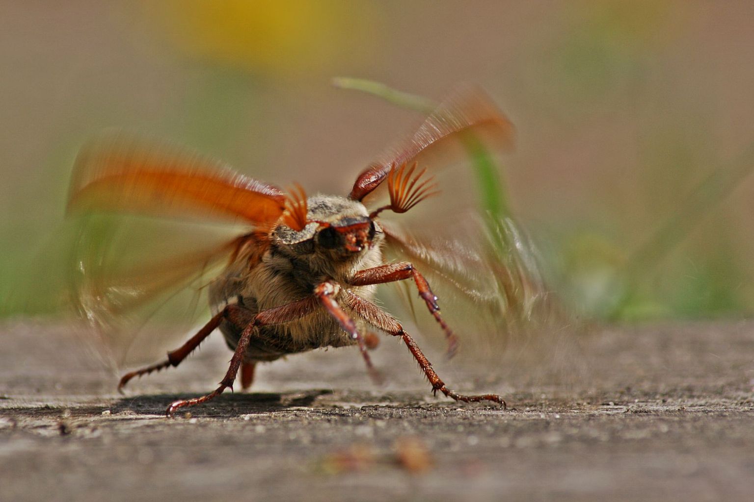 Maybug taking off