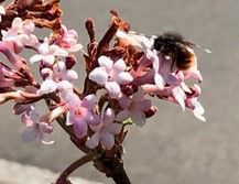 Fig. 2. Example of positive plant-animal interaction showing a bee pollinating a flowering shrub. © Y. Vitasse