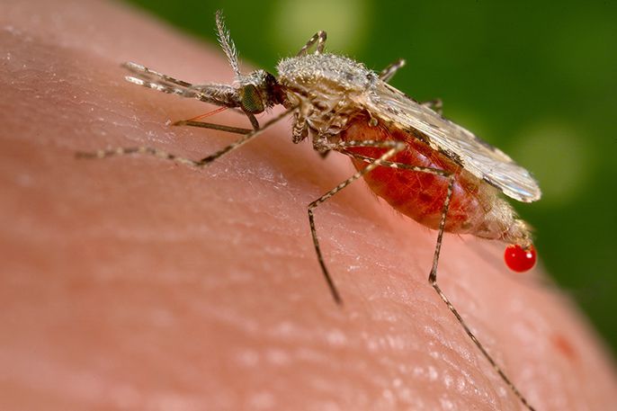 Anopheles stephensi Mücke - eine Überträgerin von Malaria in Asien.