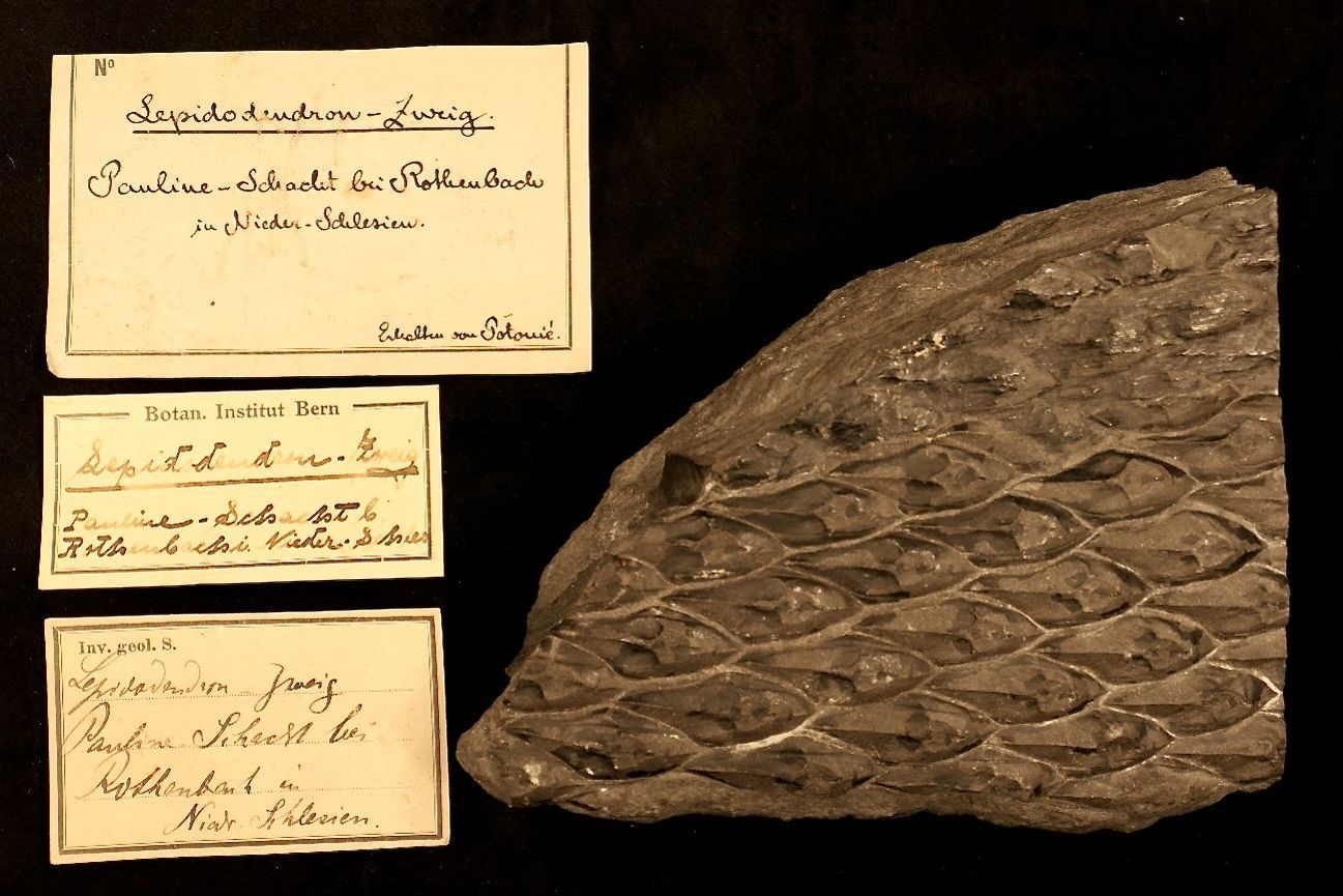 Lepidodendrum: Die prähistorischen baumförmigen Bärlapppflanzen sind nur noch als Fossilien zu bestaunen.