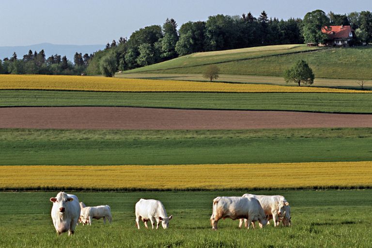 kühe rapsfeld landwirtschaft agrarlandschaft