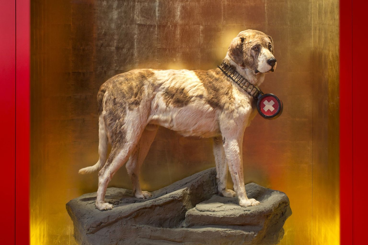 Barry – Der legendäre Bernhardinerhund (Lisa Schäublin, NMBE)