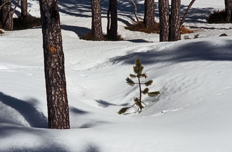 snow winter pine tree