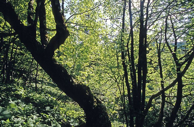 forest maple beech tree