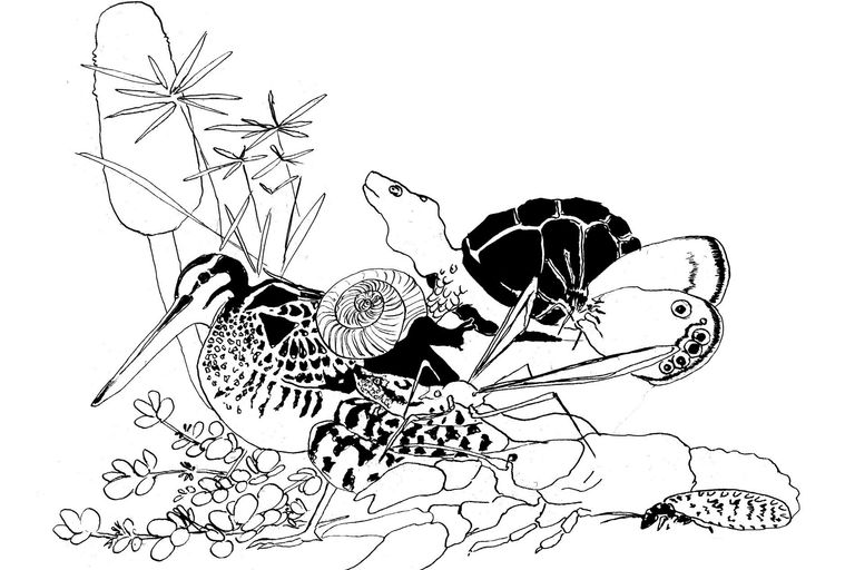 Illustration Biodiversität schwarzweiss Ausschnitt 1